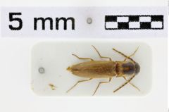 Foto (Dorsalansicht) von Ganoxanthus sexmaculatus (Schimmel, 2003)